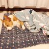Cat dog sleeping mat warm thickened Sleeping pad blanket;  dog house warm mattress pet cushion - Green forest - No.5 69*52cm