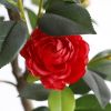 2 PCS Artificial Flower Plants, 30 Inch Artificial Camellia Built-in Black Pot Outdoor Decor - Red
