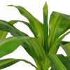 Artificial Dracaena Plant with Pot 39.4" Green - Multicolour