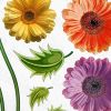 Colorful Flowers - Large Wall Decals Stickers Appliques Home Decor - HEMU-XS-047
