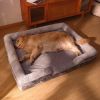 Dog Bed, Bolster Dog Bed with Memory Foam Dog Couch Sofa and Removable Washable Cover - Gray - 39.4*31.5'' Up to 88lbs