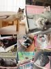 One-Step Cat Bed for Window sill & Bedside;Cat Window Perches ; Sliding Clamping Slot Adjustment Cat Hammock - Grey&Blue